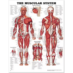 POSTER - MUSCULAR SYSTEM
