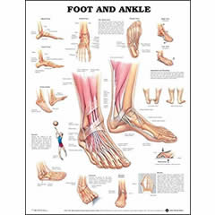 POSTER - FOOT & ANKLE