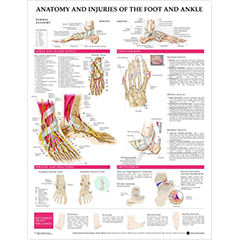 POSTER - ANATOMY & INJURIES OF THE FOOT & ANKLE