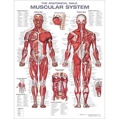 POSTER - MUSCULAR SYSTEM