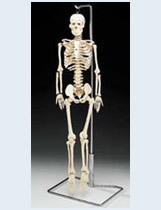 Flexible Mr Thrifty Skeleton