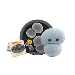 MENINGITIS - GIANT MICROBES - HEEBIE JEEBIES