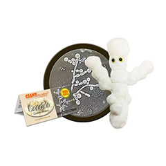 CANDIDA - GIANT MICROBES - HEEBIE JEEBIES