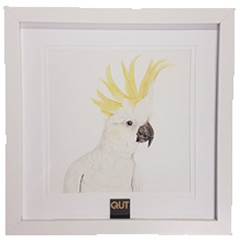 QUT CONNIE THE COCKATOO SMALL FRAMED PRINT