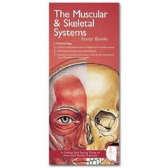 MUSCULAR & SKELETAL SYSTEMS - ILLUSTRATED POCKET ANATOMY    STUDY GUIDE