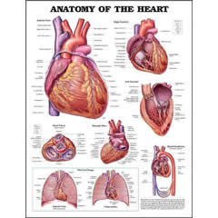 POSTER - ANATOMY OF THE HEART