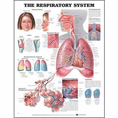 POSTER - RESPIRATORY SYSTEM