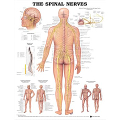 POSTER - SPINAL NERVES