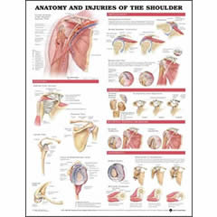 POSTER - ANATOMY & INJURIES OF THE SHOULDER