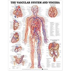 POSTER - VASCULAR SYSTEM & VISCERA